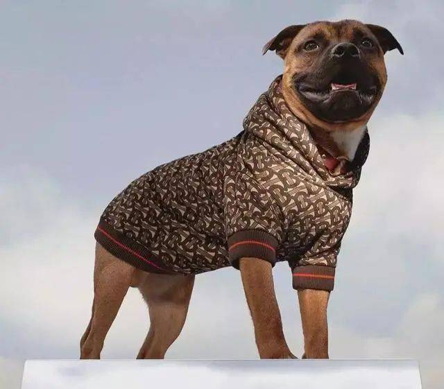 宠物|萌宠时尚｜毛孩子们时髦起来一点也不输主人！