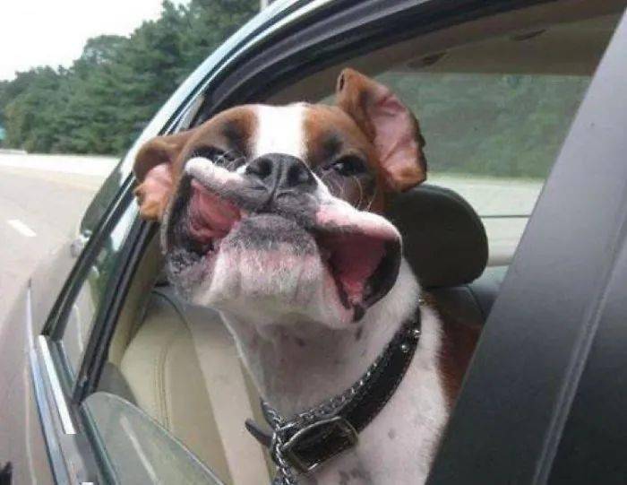 狗狗奇葩坐车姿势,真是一个比一个搞笑!