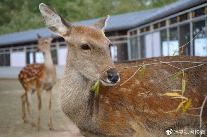 双阳区|幸福东北 梅花鹿“拍了拍”你！并向你发出一封邀请函