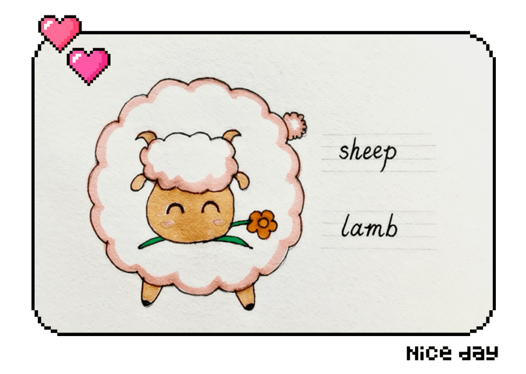 英语萌萌画 | sheep 绵羊 lamb 羊羔