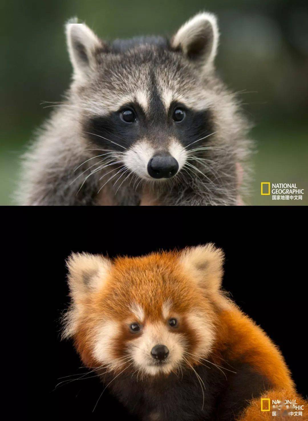 小熊猫 小熊猫 (LESSER PANDA) LONG SLEEVE T-SHIRTS | AKISHIKA design