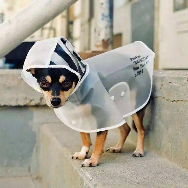 宠物|萌宠时尚｜毛孩子们时髦起来一点也不输主人！