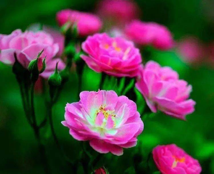 飞雪|累并快乐着//飞雪