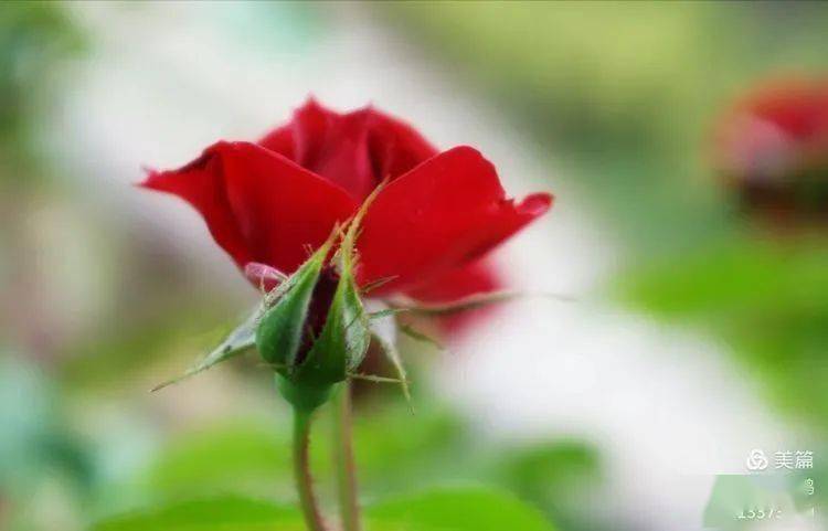 飞雪|累并快乐着//飞雪