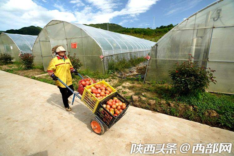 高山|陕西太白：高山蔬菜供港澳 智慧农业助增收