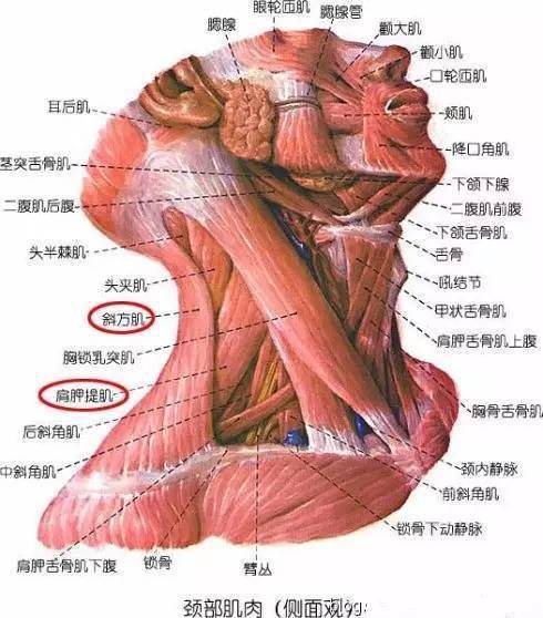 前面图里已经有肩胛提肌的位置,但颈部肌肉复杂,我们再放一张.