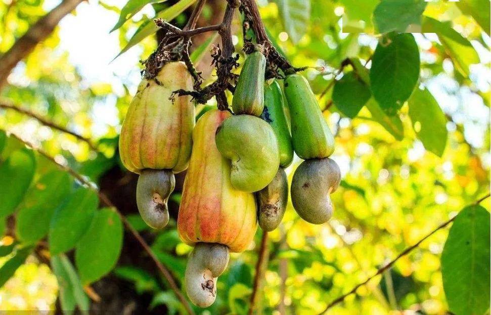 坚果|一定要试试这款【带衣腰果】了！又营养又好吃！平时喜欢吃坚果的股东