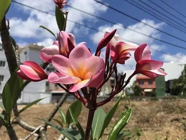 死亡|要掌握5重点生死都是自然循环！与孩子谈死亡