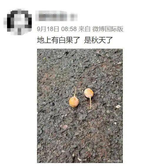 白果过敏了怎么办