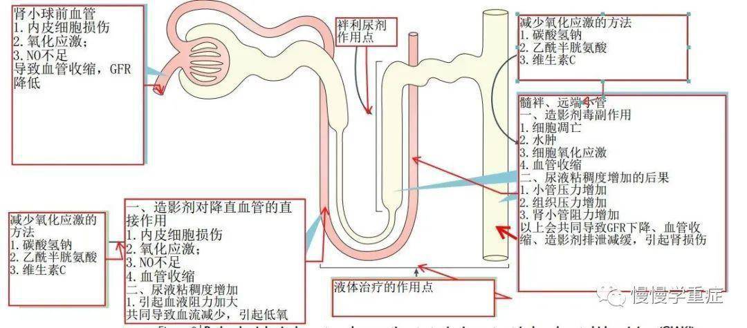 umol|简述：如何避免造影剂肾损伤