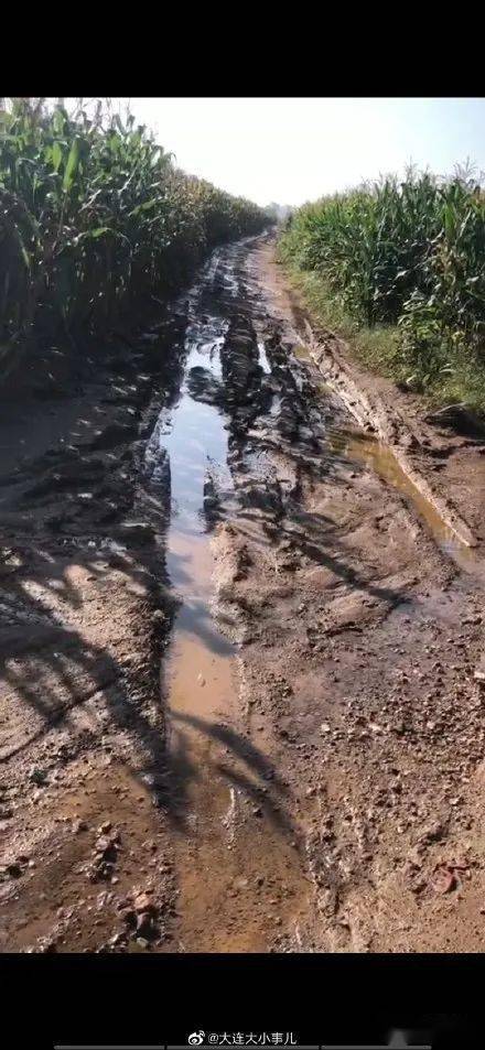 瓦房店元台镇利兴村小卢屯烂泥路无法行车,大棚蔬菜运输成难事