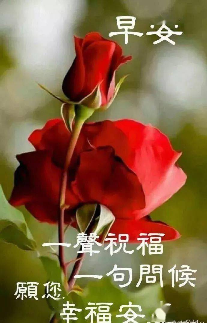早上好问候美图,早安问候语句.