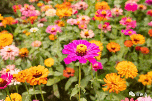 听人说 又有一片花海盛开 ↓ 花海入口之一 ↓  地下的小太阳黄灿灿