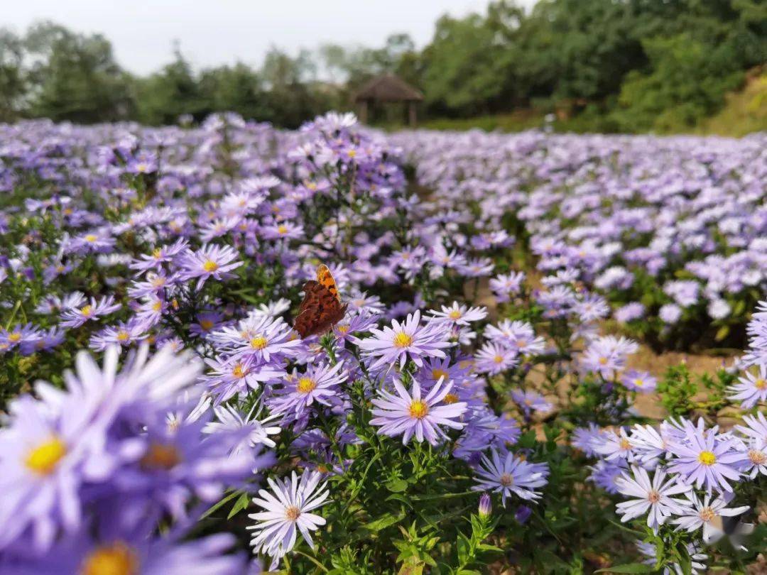 紫菀  