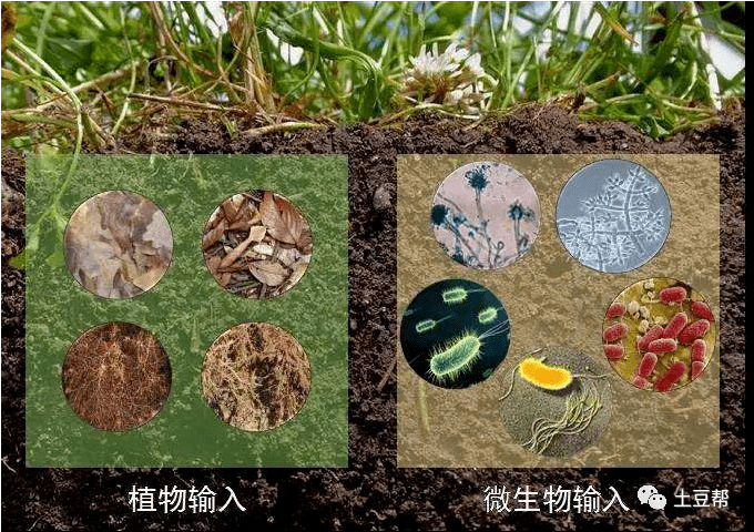 微生物在土壤中神奇的功效