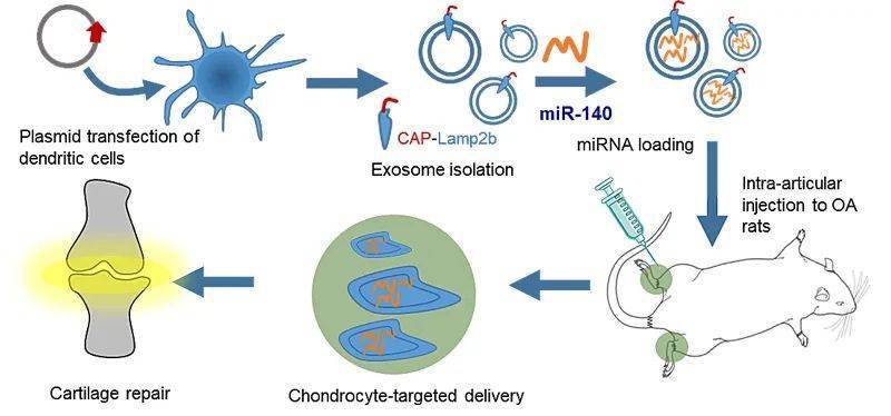 什么是外泌体技术 af854ddf38194551b4869305627cf6b5.jpeg