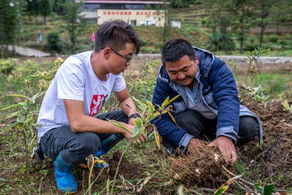 昭通市|云南镇雄：中药材种植助农增收