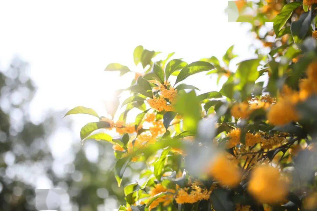 秋分杭城西湖桂花播报满陇桂雨开花率约20杭州花圃花开近半