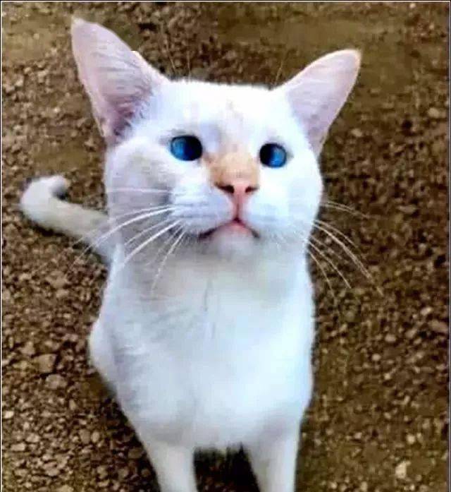 怎么喊猫猫过来 0b5fdb9ba55c441c9dd1aa11ecd77284.jpeg