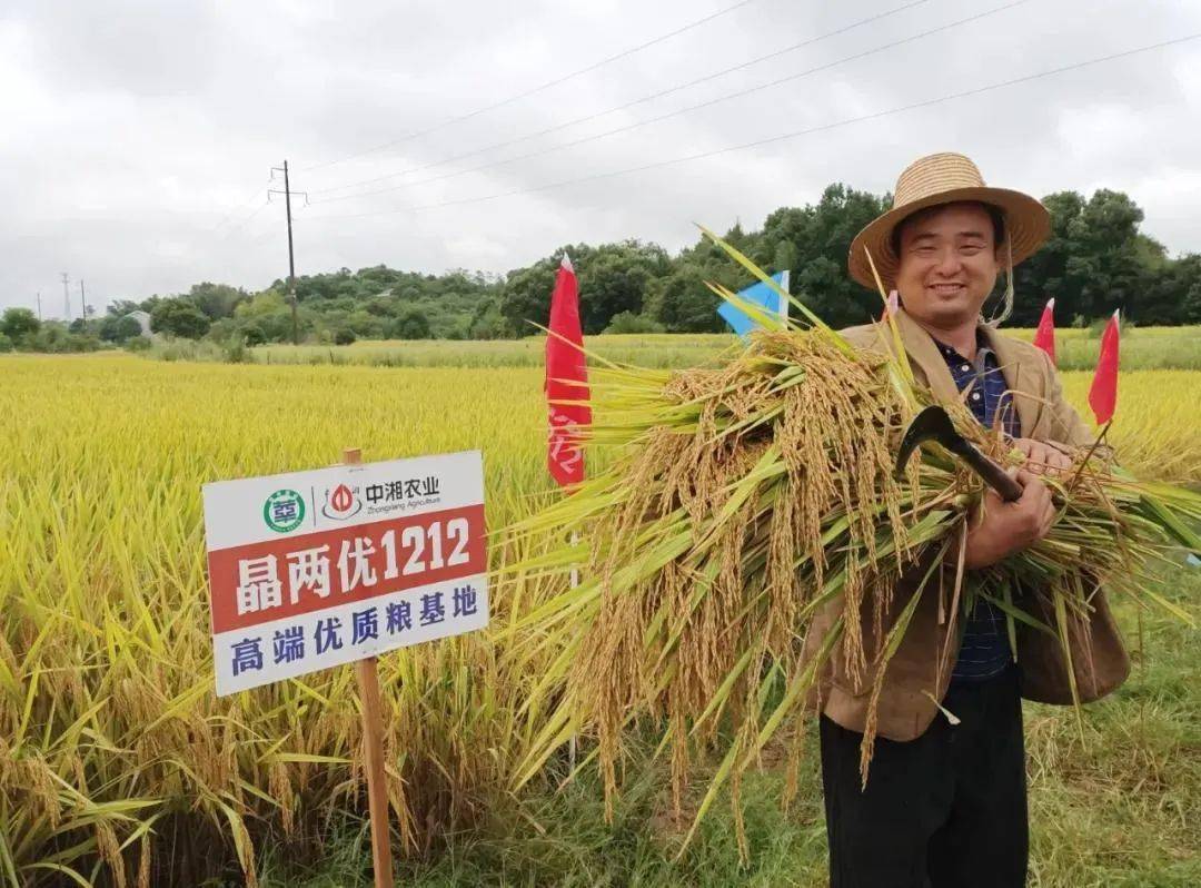 金色稻田洋溢丰收喜悦,隆平高科2020年中国农民丰收节