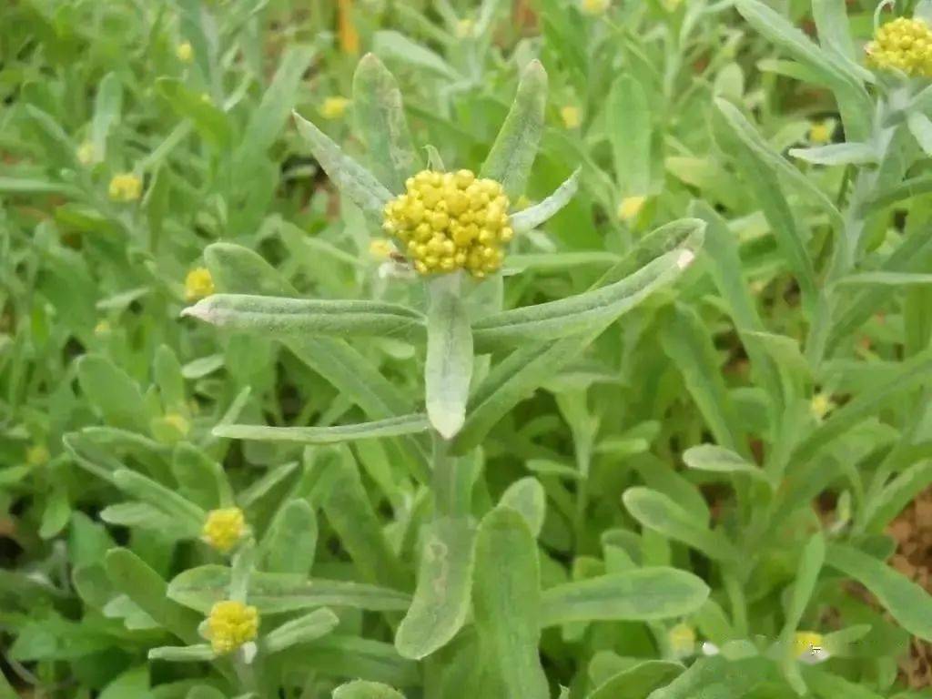 武平农村随处可见的野菜你认识其中几种