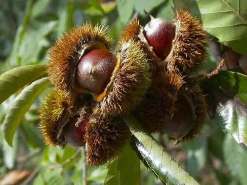 坚果最好的树图片 e85420769cfb48ccadd3d6999b6e2124.jpeg