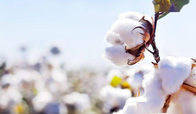 毛巾|洗脸巾到底是不是智商税？