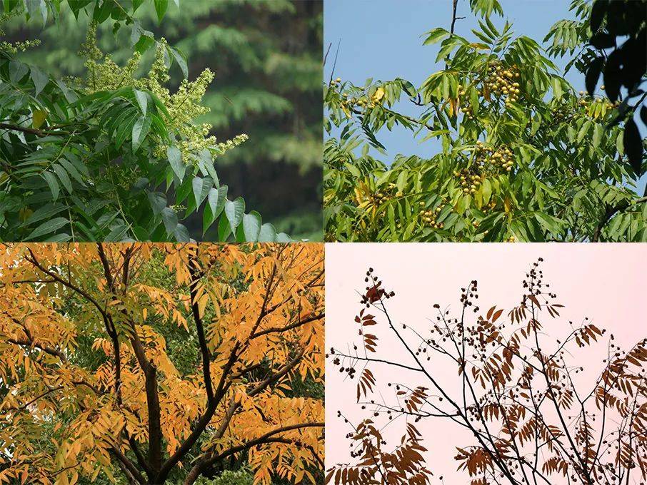 图片|说出来你可能不信,让鬼见愁的可能是洗手液