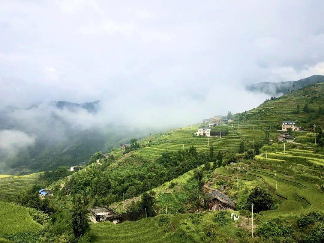 溆浦山背花瑶梯田:黄色的诱惑