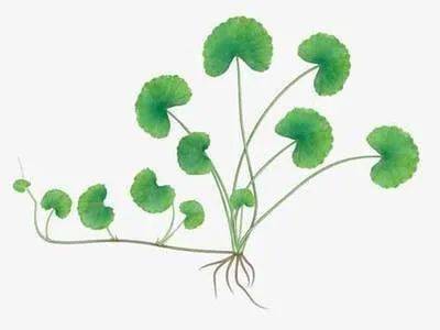 白成|黄轩录一天综艺就“黑化”，为啥同行的乔欣能躲过烈日，白成一道光？