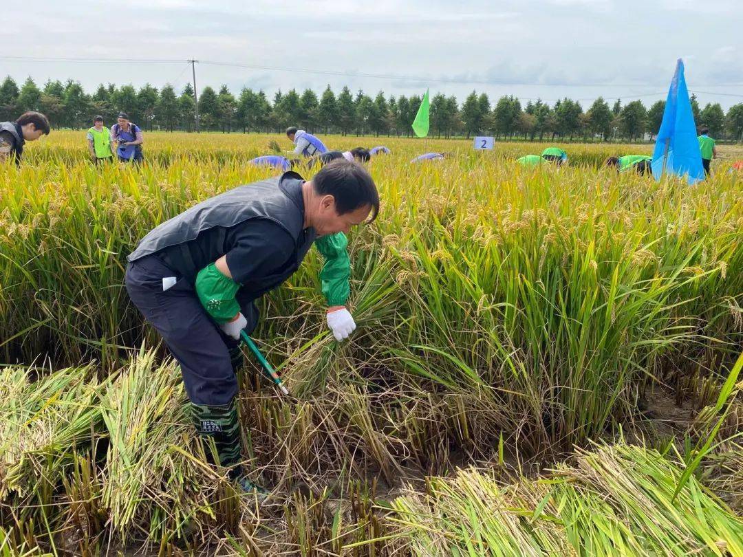 【喜报】徐行镇代表队获得上海市第一届农民体育健身活动周 水稻收割