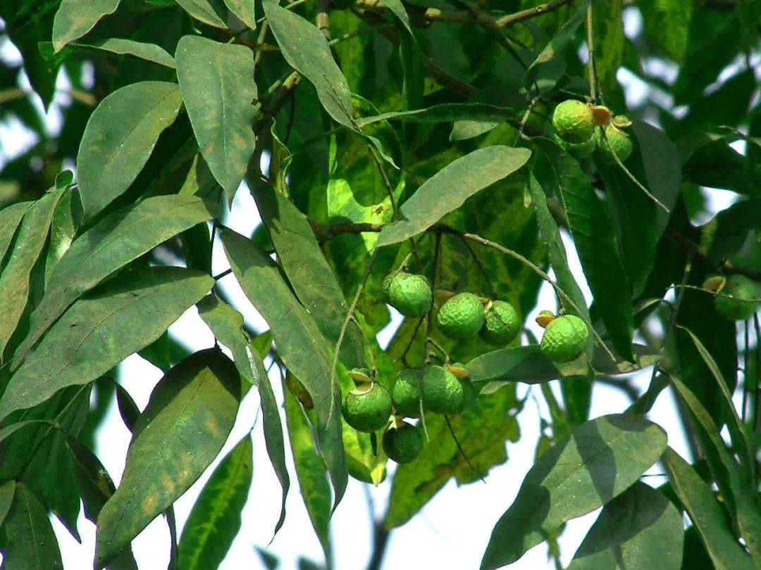 图片|说出来你可能不信,让鬼见愁的可能是洗手液