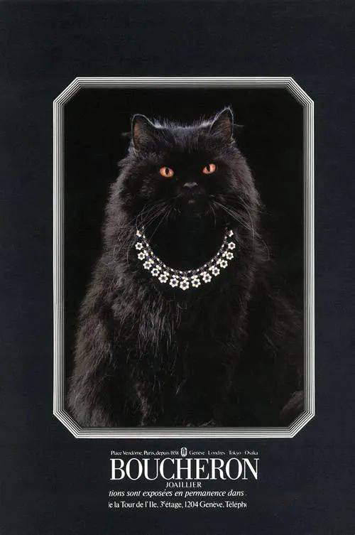 猫咪|戳进来 | 让周冬雨倾情献声的猫咪，原来如此高贵！