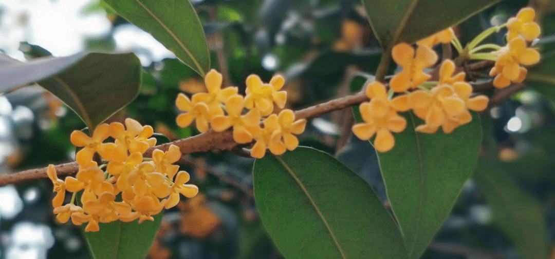 八月桂花香的简谱(3)