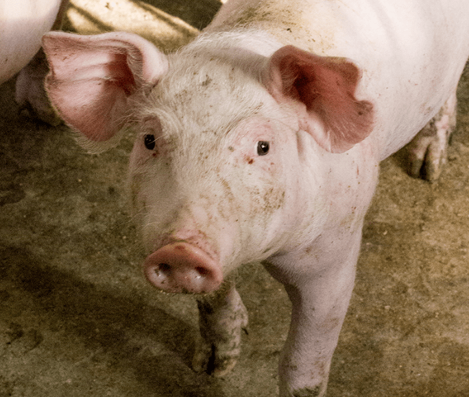 腊肉|想不到你是这样的老腊肉