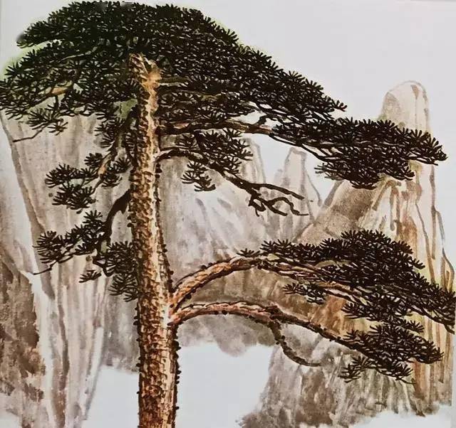 国画技法 松树的各种画法「图解」