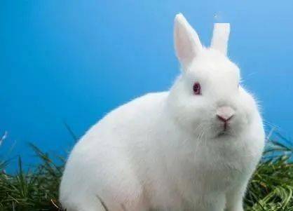 兔子为什么不能用猫砂 813762b8e50f4171924871f8426a9c45.jpeg
