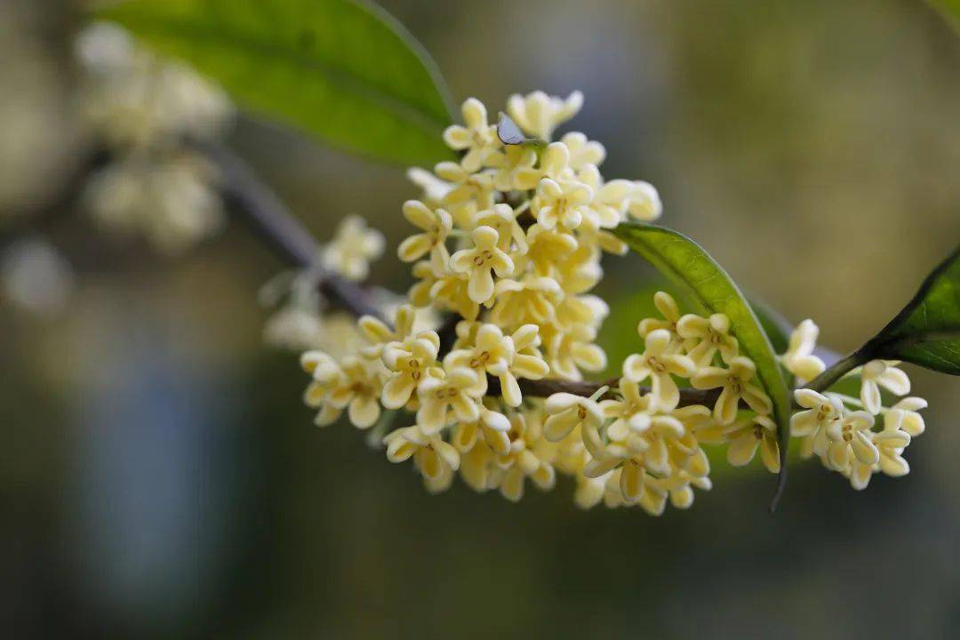 内江这些地方都可以看桂花啦!