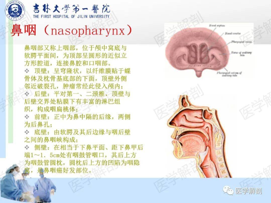 高清收藏咽部解剖