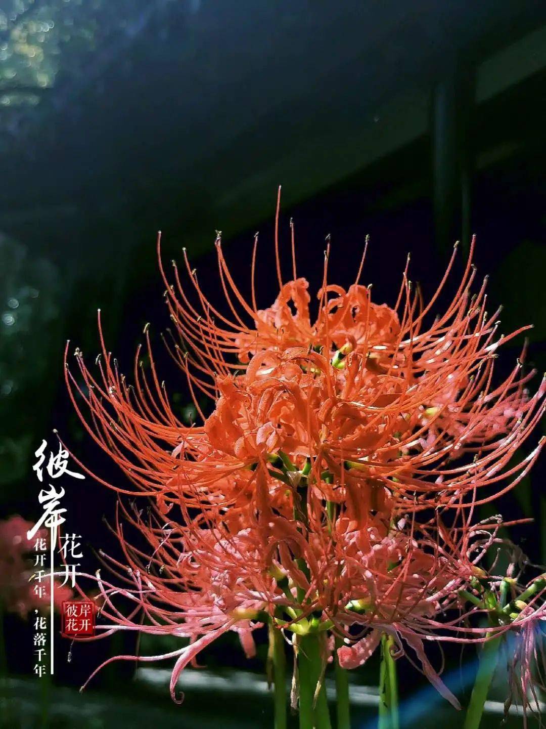 【江海品味】初秋,遇见一抹烈焰红,狼山的彼岸花盛开