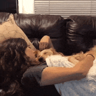 01 自从养了狗, 微博/张少宇66 抖音/金毛蛋黄 02 自从养了狗, 03