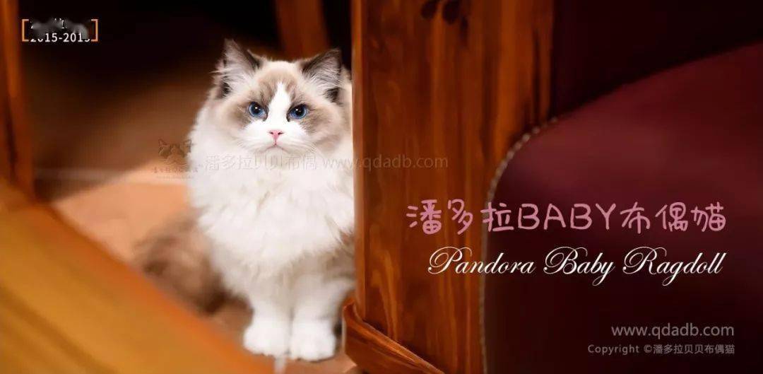 怎么看小猫是否聪明 20ed38fe68e14f488ff3567d21ebe6cf.jpeg