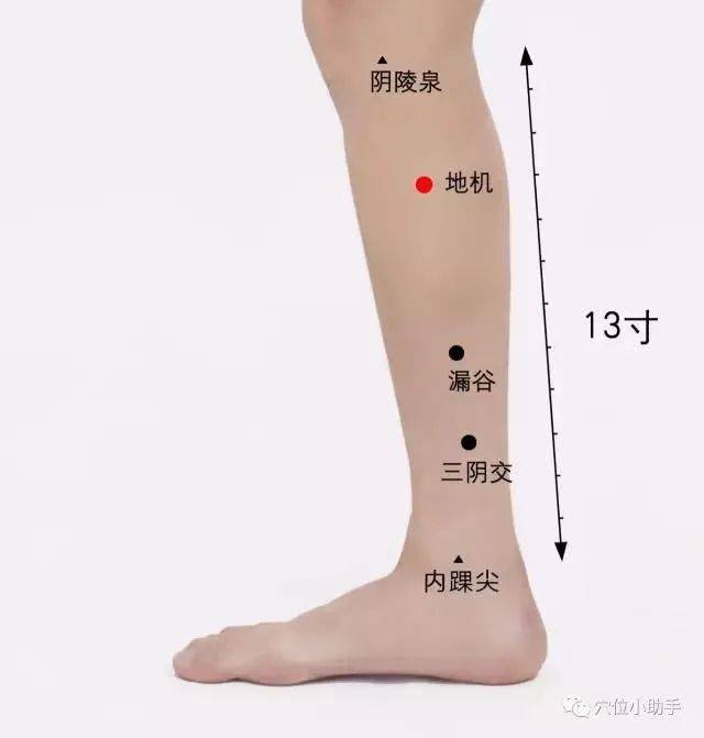 地机穴定位:阴陵泉与内踝高点的连线上,阴陵泉下3寸.