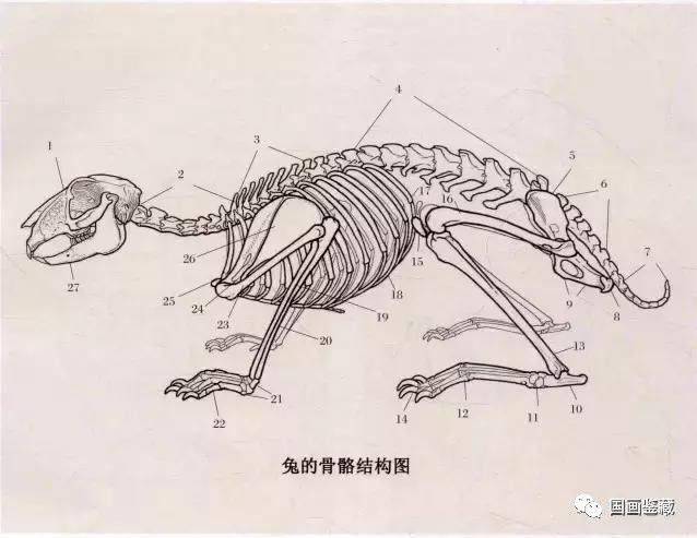 兔子的各种画法兔子的画法大全画兔技法解析兔子画法步骤图