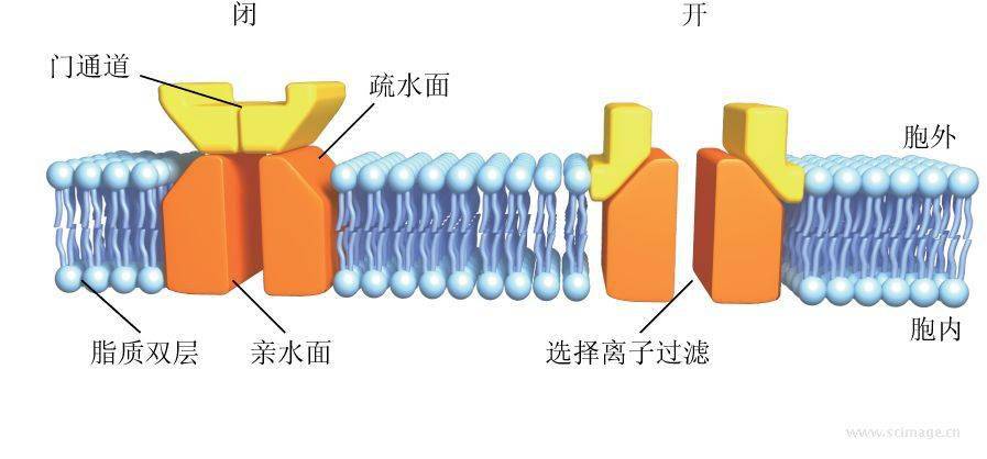 离子交换软水原理是什么_软水是什么水(3)