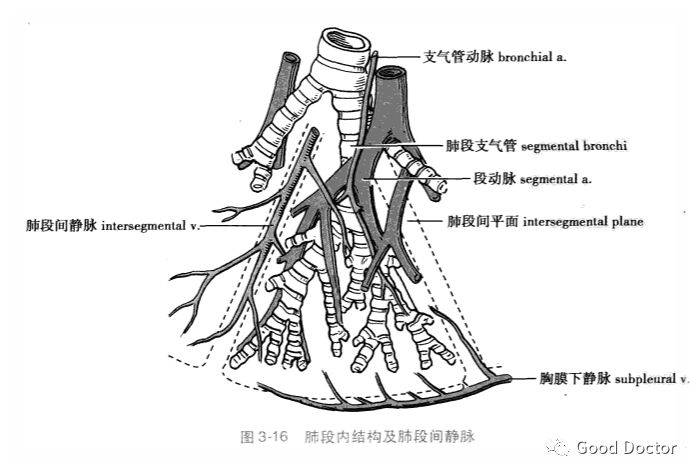 解剖收藏 | 肺段段间平面解剖学实质