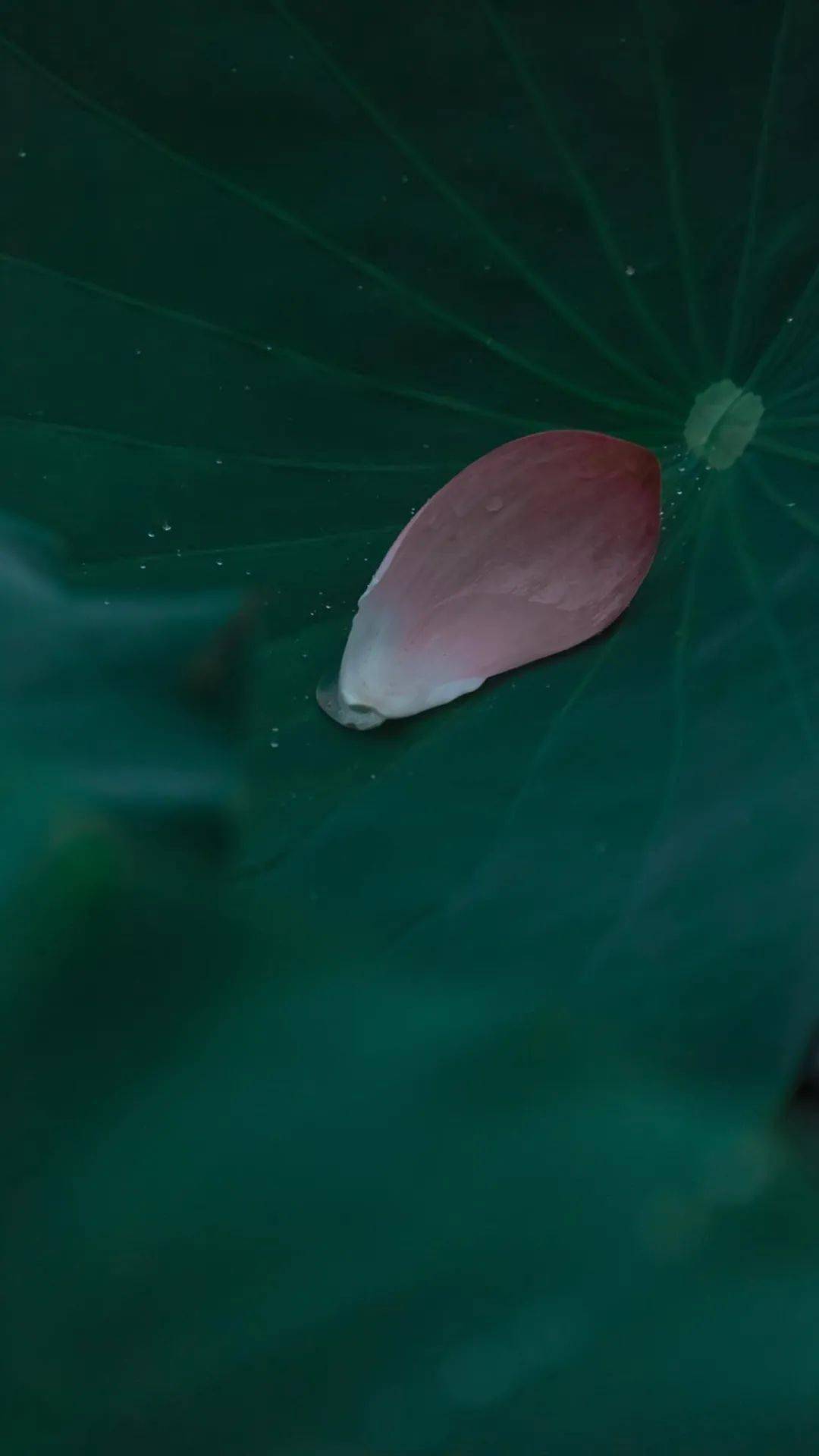 心境| 一半禅意,一半烟火.