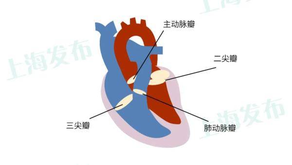 左心房人口_左心房右心房