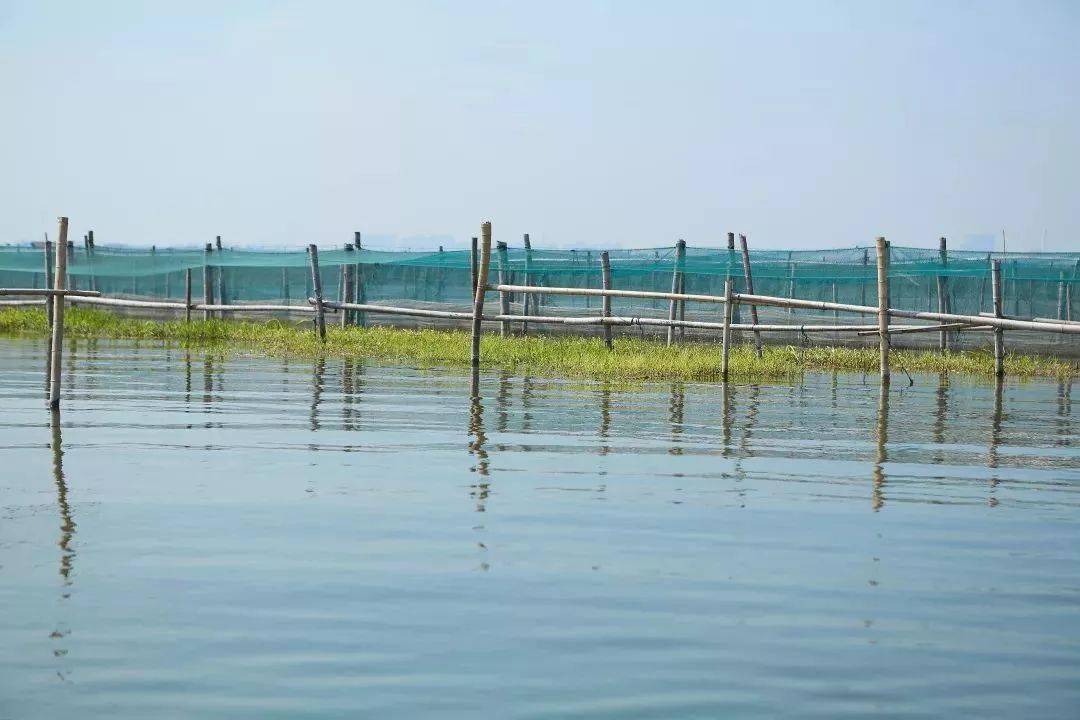 阳澄湖|什么是好吃的大闸蟹！咬一口“biu~”爆膏流黄15年老蟹农告诉你