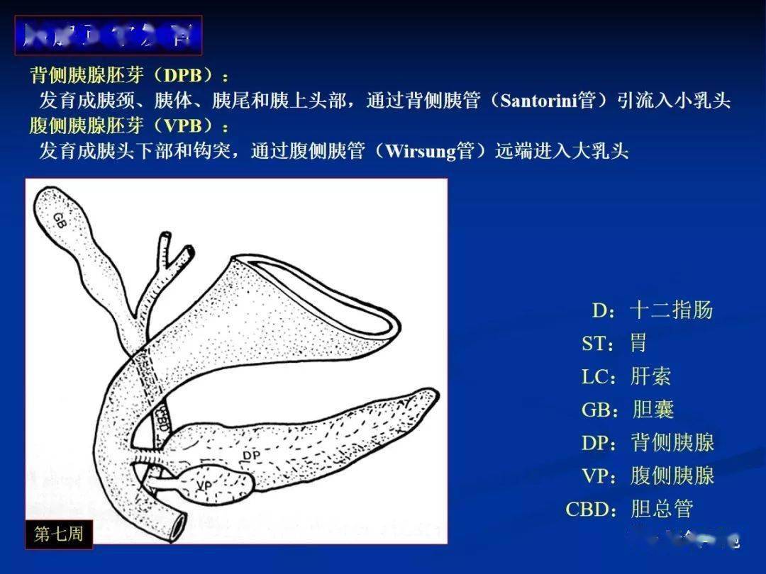 胰腺的解剖与常见变异